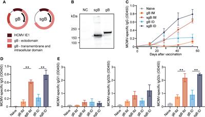 Dominant Antiviral CD8+ T Cell Responses Empower Prophylactic Antibody-Eliciting Vaccines Against Cytomegalovirus